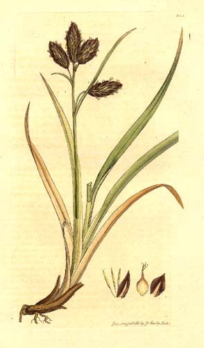 Carex atrata L. (ostřice tmavá) o.