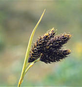 přímé; mošničky 3-4 mm dl.; čepel listů 3-6 mm šir.