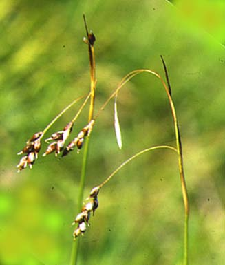 Carex capillaris L. (ostřice vláskovitá) o. různoklasá; 5-25 cm; listy lysé, lesklé 2-3 mm šir.