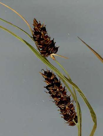 Carex melanostachya Willd. (ostřice černoklasá) o. různoklasá; 0,2-0,6 m vysoká; mošničky výrazně žilkované; pochvy dol.