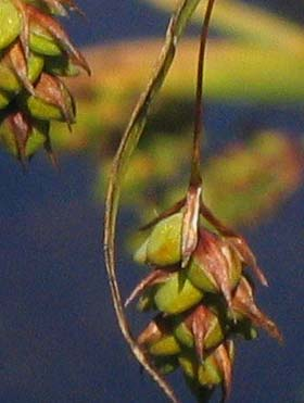 Carex paupercula Michx. (ostřice vrchovištní) o.