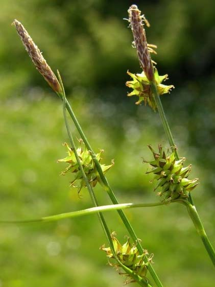 Carex hostiana DC. (ostřice Hostova) o. různoklasá; 0,2-0,6 m vysoká; rostl. krátce obloukovitě výběžkaté; dol.