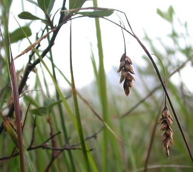 Carex limosa L. (ostřice bažinná) o.