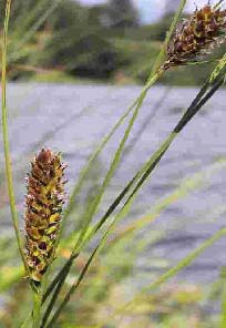 Carex lasiocarpa Ehrh. (ostřice plstnatoplodá) o.