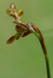 Carex ornithopoda Willd. (ostřice ptačí nožka) o.