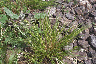Carex secalina Huds. (ostřice žitná) o.