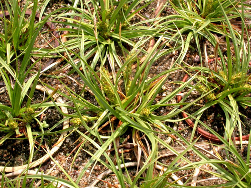 Carex hordeistichos Vill. (ostřice ječmenovitá) o.