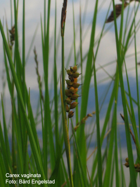 Carex vaginata Tausch (ostřice pochvatá) o. různoklasá; vytvářející podzemní výběžky; pochva listenu dol.