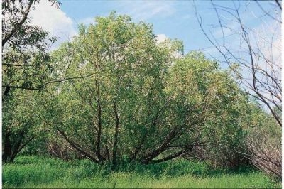Obr. 1 Salix alba L. (www.biolib.de) 3.2 Charakteristika druhu Salix alba L. Vrba bílá (Salix alba) je na našem území nejrozšířenějším druhem vrby.