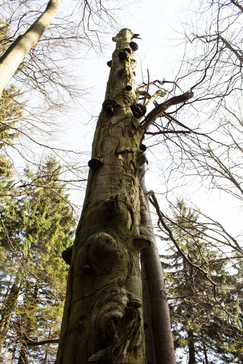 prostorově i věkově smíšeného lesa s plynulou a vyrovnanou produkcí dřevní