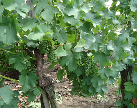 Obrázky pokusných variant na odrůdě Sauvignon