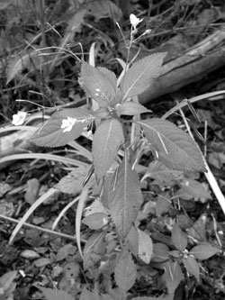 Netýkavky NETÝKAVKA MALOKVĚTÁ (Impatiens parviflora) rozšíření - lesní, téměř po
