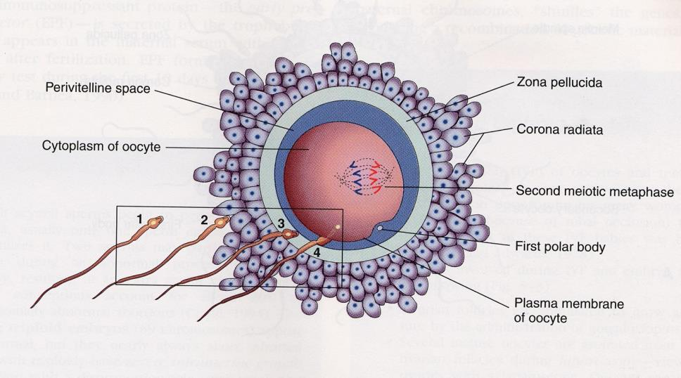 Fertilizace Pro začátek dělení je nezbytný centriol ze spermie, který se replikuje a tvoří