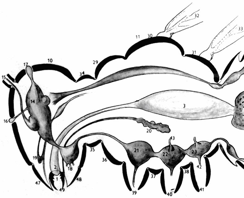Obr. 3: Anatomie těla hmyzu přední část Vysvětlivky: 1 - otvor ústní 30 - mesonotum 2 - požerák, pokračuje v jícen 31 - metanotum 3.