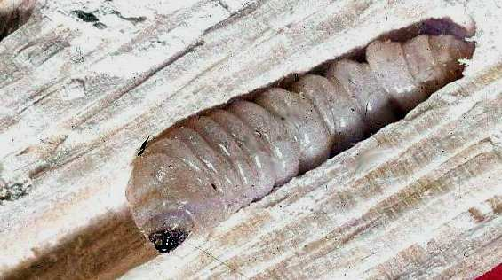 Pododdělení Coelomata Kmen Arthropoda (členovci) Podkmen Tracheata (vzdušnicovci) Nadtřída Hexapoda (šestinozí) Třída Inssecta (hmyz) Podtřída Pterygota (křídlatí) Skupina řádů Holometabola (hmyz s