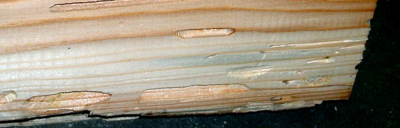 7 Škodlivost Tesařík krovový nejvíce škodí v dřevostavbách a krovových případně stropních