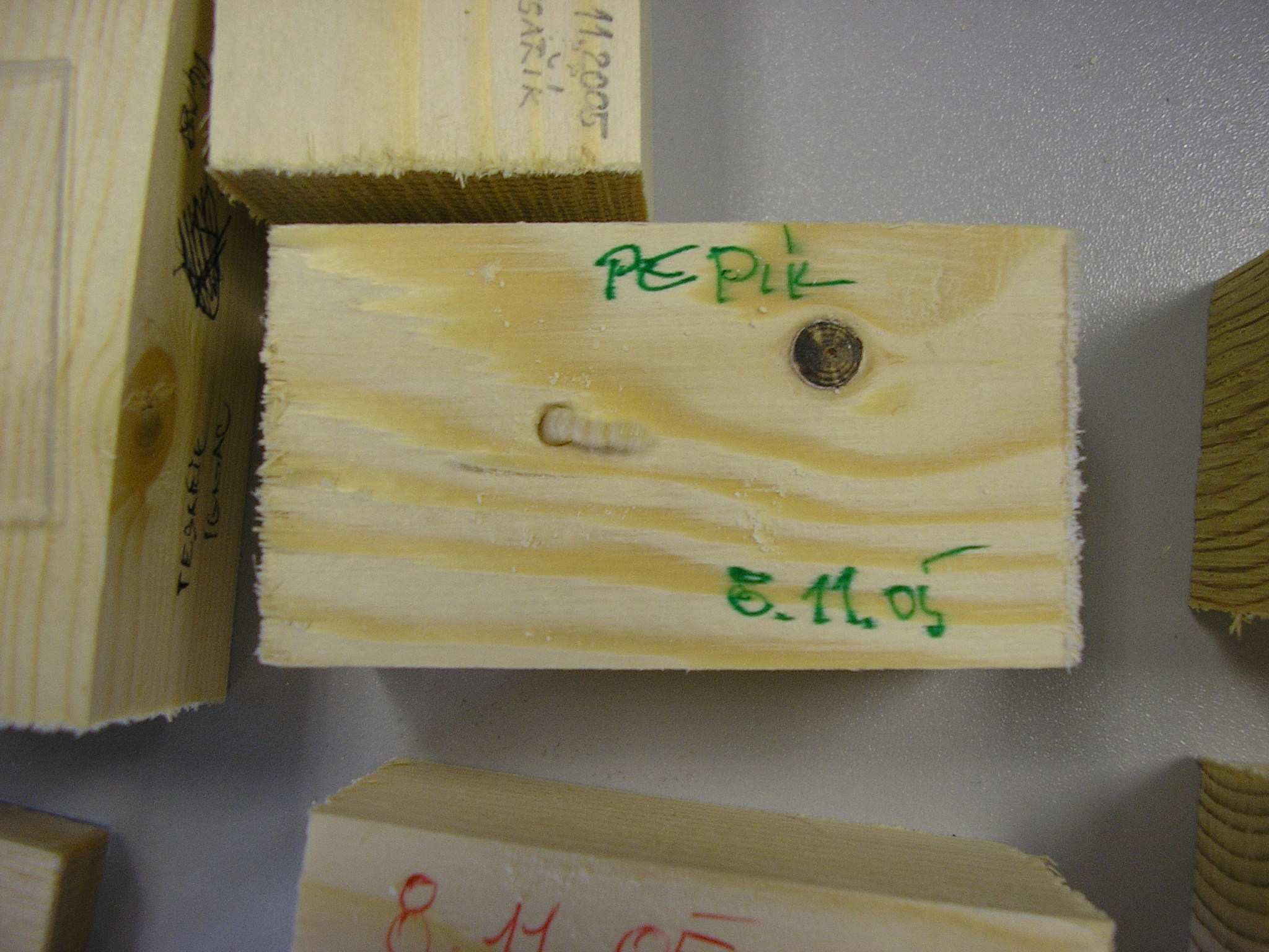Popis práce: nainfikované vzorky larvami tesaříka krovového byly rozštípnuty pomocí truhlářského dláta.
