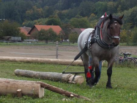 V Těžkém tahu tahali koně na saních obrubáky, jeden vážil 100 kg a vítězem se stal Jiří Pinkas s koněm Scaut, který utáhl 1150 kg.