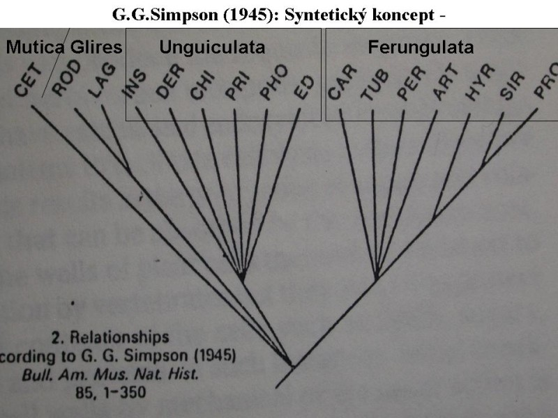 Drápy a nehty Šelmy a všichni kopytníci Simpson, G. G., 1945.