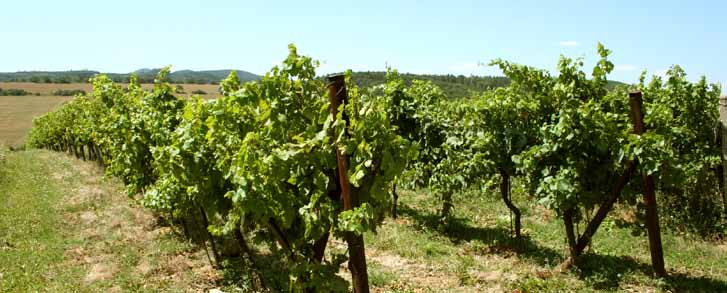 Podpora podnikání Vinařství Víno bude asi kvalitní, ale výnosy jsou nižší Významnou událostí celého Zlínského kraje bylo koncem srpna vyhlášení výsledků V. ročníku soutěže TOP Víno Slovácka.
