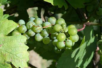 14 Na první místo mezi deset vyhodnocených vín s nejvyšším počtem bodů se dostal vzorek ledového vína odrůdy Chardonnay Jaroslava Vaďury z Polešovic.