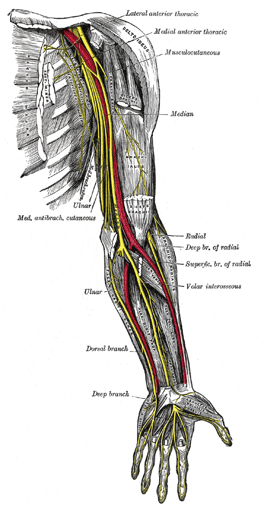 4 PARS INFRACLAVICULARIS Tato část pleteně vzniká dalším rozdělením trunci plexus brachialis.