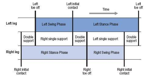 o Fázi švihovou (Swing phase) kdy noha není v kontaktu s podložkou Chůzi je také možné rozdělit na první fázi dvojí opory, jednooporovou fázi a druhou fázi dvojí opory.