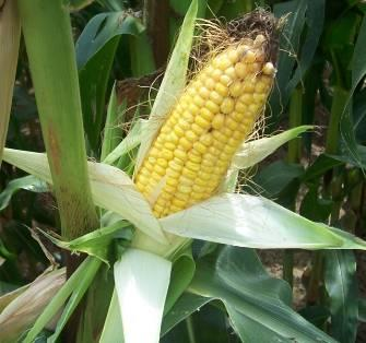 Pěstování GM plodin v EU V EU, tedy i v ČR, je možné pěstovat pouze: Bt-kukuřici MON810 (od r.