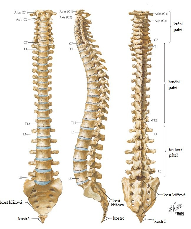 2.3 Páteř jako celek Obrázek 8: Páteř Zdroj: http://www.spinesurgery.cz/images/anatomy/img1_anatomie.jpg Páteř je typická svým dvakrát esovitým prohnutím.