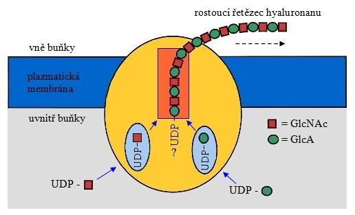Existují dva různé mechanismy syntézy tohoto polymeru. Prvním způsobem vzniká hyaluronan v savčích buňkách a u bakterií rodu Streptococcus, druhý způsob využívají bakterie Pasteurella.