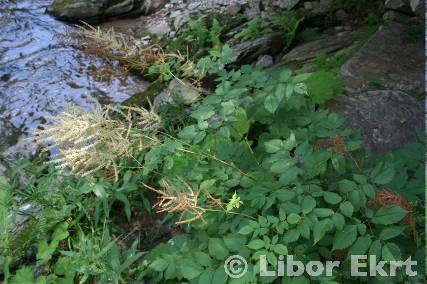 Z význačných podhorských prvků se v nich vyskytuje plavuň pučivá (Lycopodium annotinum).