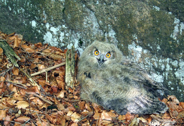 VÝR VELKÝ Výr velký(bubo bubo) je naše největší sova. Přes den se skrývá na skalách nebo na starých stromech, večer vylétá lovit do otevřené krajiny.