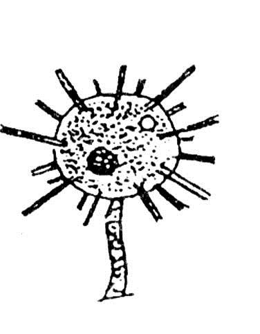 Biologické hodnocení