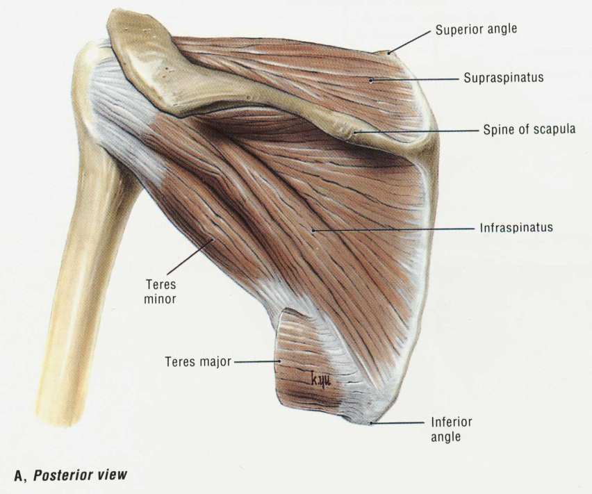 Rotátorová manžeta M.supraspinatus M.infraspinatus M.teres minor M.