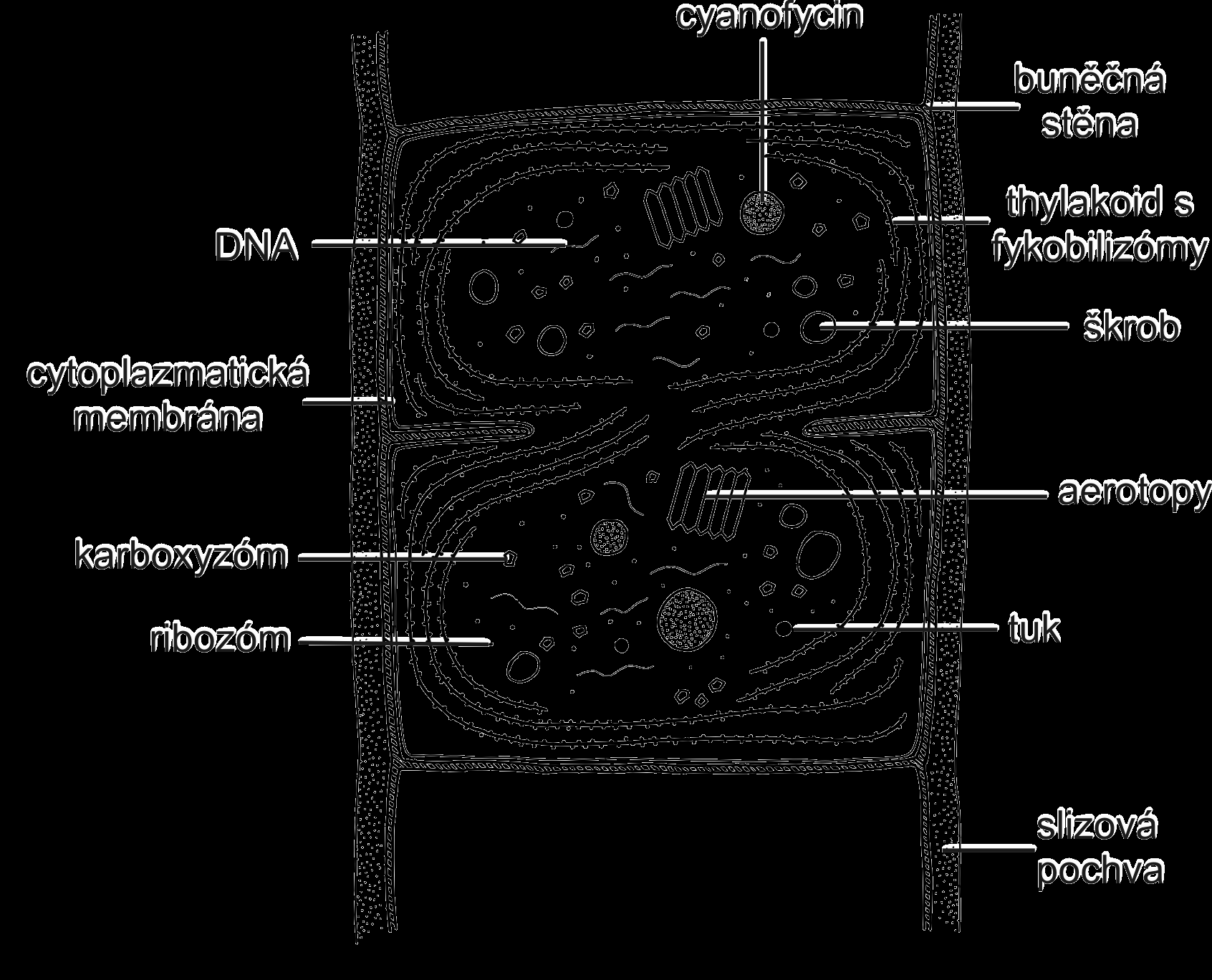 DNA Cytoplasmatická