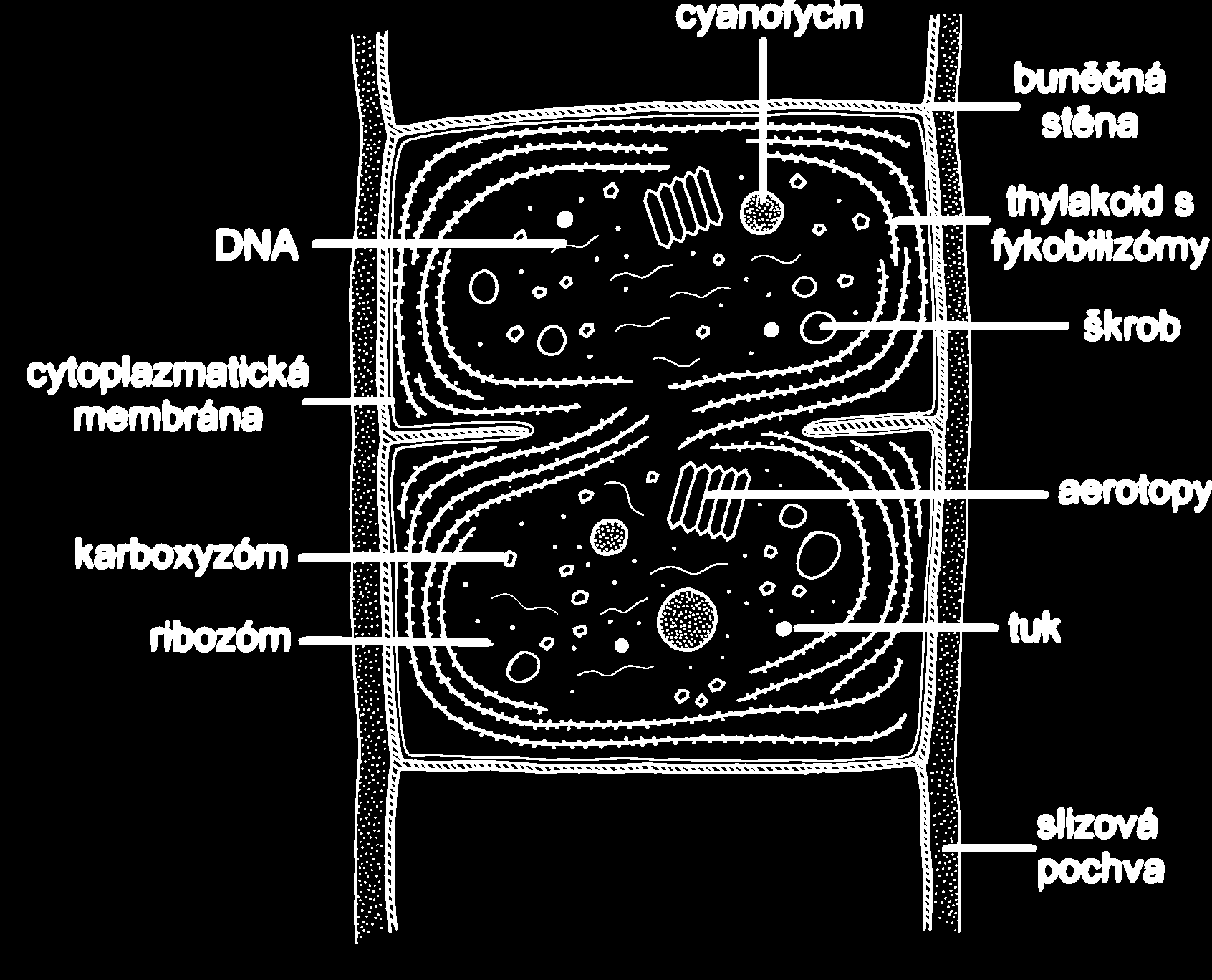 fykobilisomy Škrob