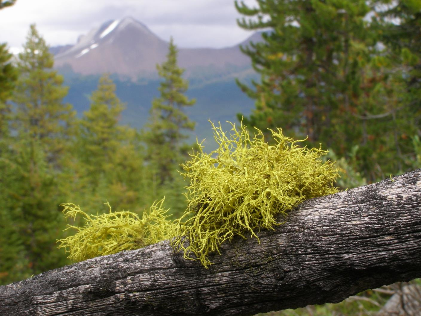 The poison only affects meat-eaters, rodents and rabbits do not feel its effects. Powdered lichen inserted in a prey carcass will kill any mammal that eats it.