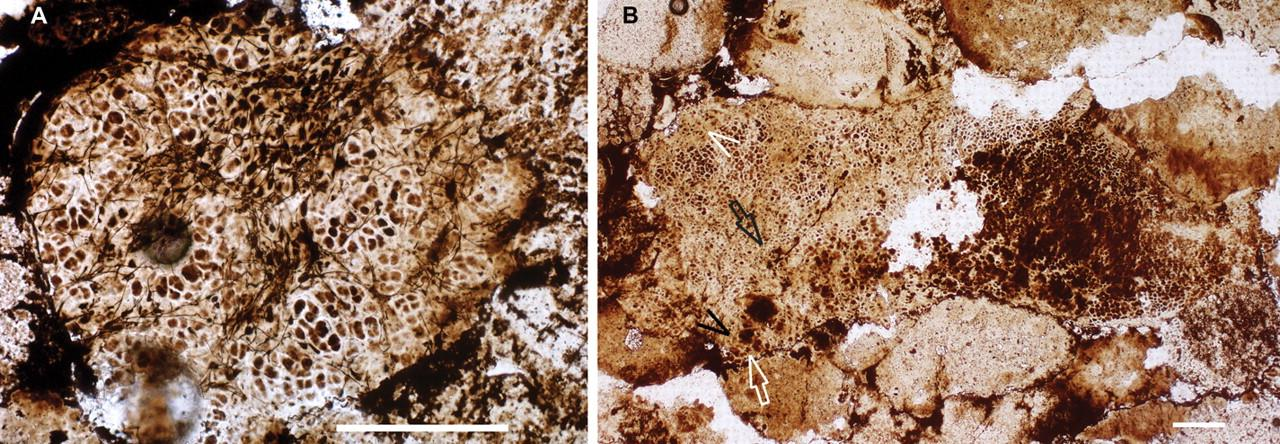 nejstarší fosilie lišejníku? Fig. 1. Thin-section photomicrographs of two better-preserved specimens - Coccoidal thallus divided by dense filaments in the middle.