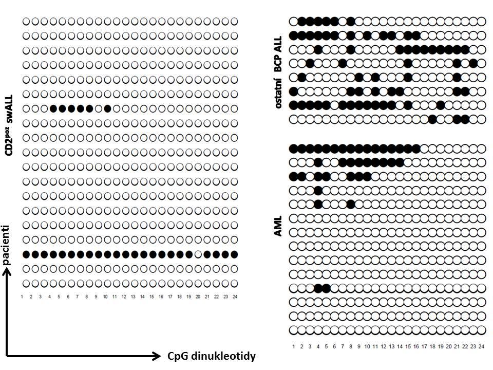 Obrázek 12. Epigenetické pozadí CEBPA promotoru. Celkem jsme vyšetřili 24 CpG dinuleotidů, které jsou označeny čísly 1-24. Bílé kuličky znamenají hypomethylaci a černé znamenají hypermethylaci.