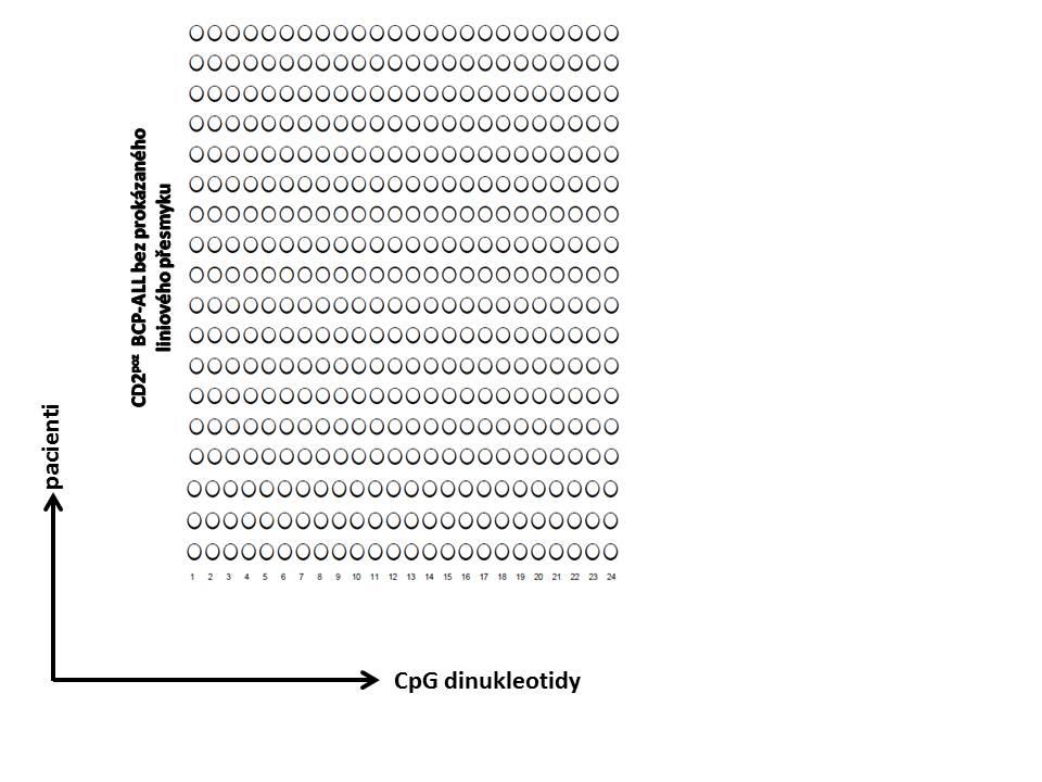 Obrázek 13. Epigenetické pozadí CEBPA promotoru. Celkem jsme vyšetřili 24 CpG dinuleotidů, které jsou označeny čísly 1-24. Bílé kuličky znamenají hypomethylaci a černé znamenají hypermethylaci.