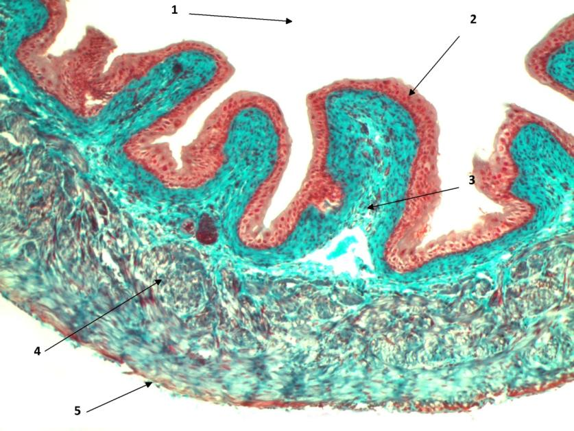 urothel, 2. lumen, 3. hladká svalovina, 4. lamina propria Obrázek 3.