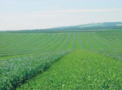Hybridní pšenice z programů německých a francouzských šlechtitelů firmy SAATEN-UNION jsou připraveny na všechny stresové podmínky.
