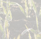 sk Porasty pšenice naštartovali Editoriál Zima na prelome rokov 2015/2016 bola aj tentoraz veľmi teplá, pomaly sa končí a sahovanými dennými a nočnými teplotami pripomína skôr jar.