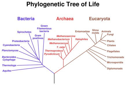 Systém evoluční V případě evolučního (fylogenetického) systému rostlin je klasifikačním kriteriem míra evoluční příbuznosti.
