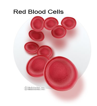 ERYTROCYTY Přenos dýchacích plynů (hemoglobin) Životnost : 100 120 dní DETEKCE: HAYEMŮV roztok 1:200 (síran