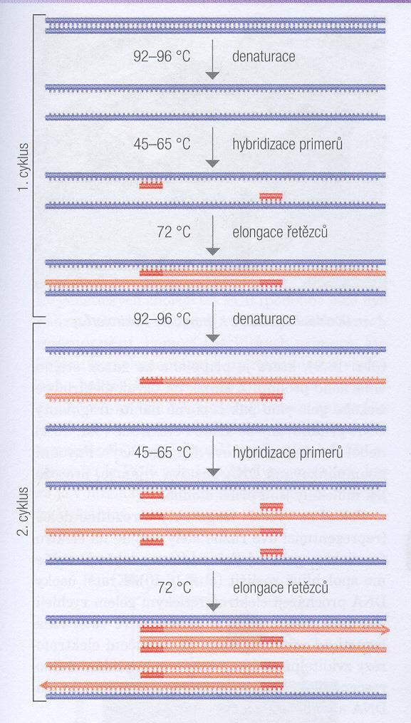 3 kroky cyklu a) denaturace DNA (92-96 o C) b) hybridizace