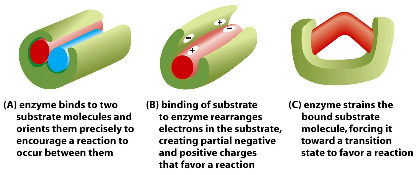 Figure 3-52 Molecular Biology of