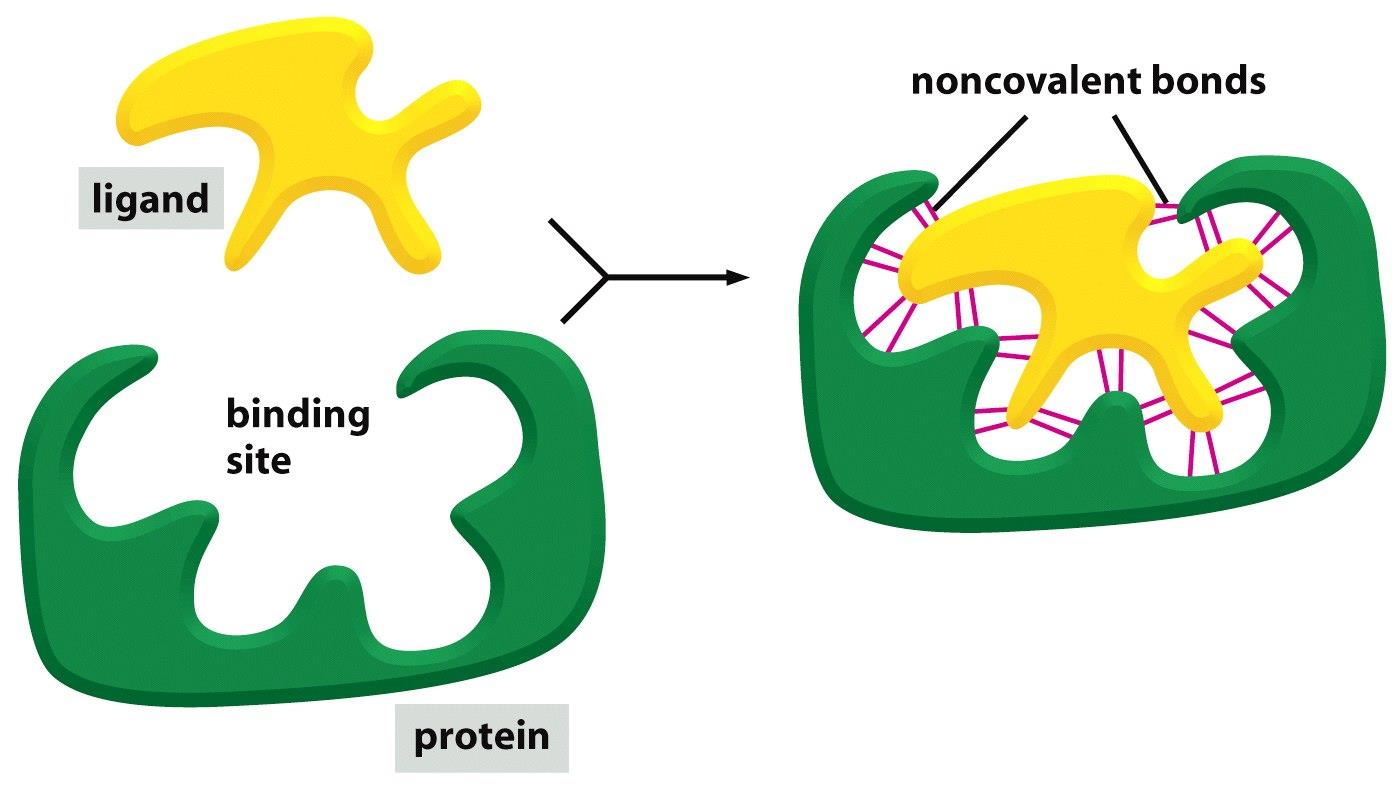 Proteiny - vazba na jiné molekuly (ligandy) - SPECIFITA - vazebné místo -