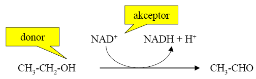 1. XIDREDUKTASY donor + akceptor oxidovaný donor + redukovaný akceptor Systematický název: donor : akceptor-oxidoreduktasa angl.