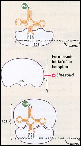 Cystická fibróza datovania iných pacientov